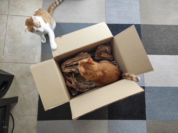 cats-playing-with-a-cardboard-box-2022-11-09-16-17-37-utc cats-playing-with-a-cardboard-box-2022-11-09-16-17-37-utc